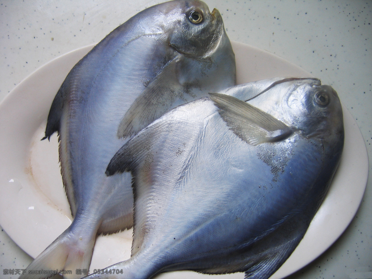 鲳鱼 海产品 海味 海鲜 鱼 餐饮美食 传统美食 灰色