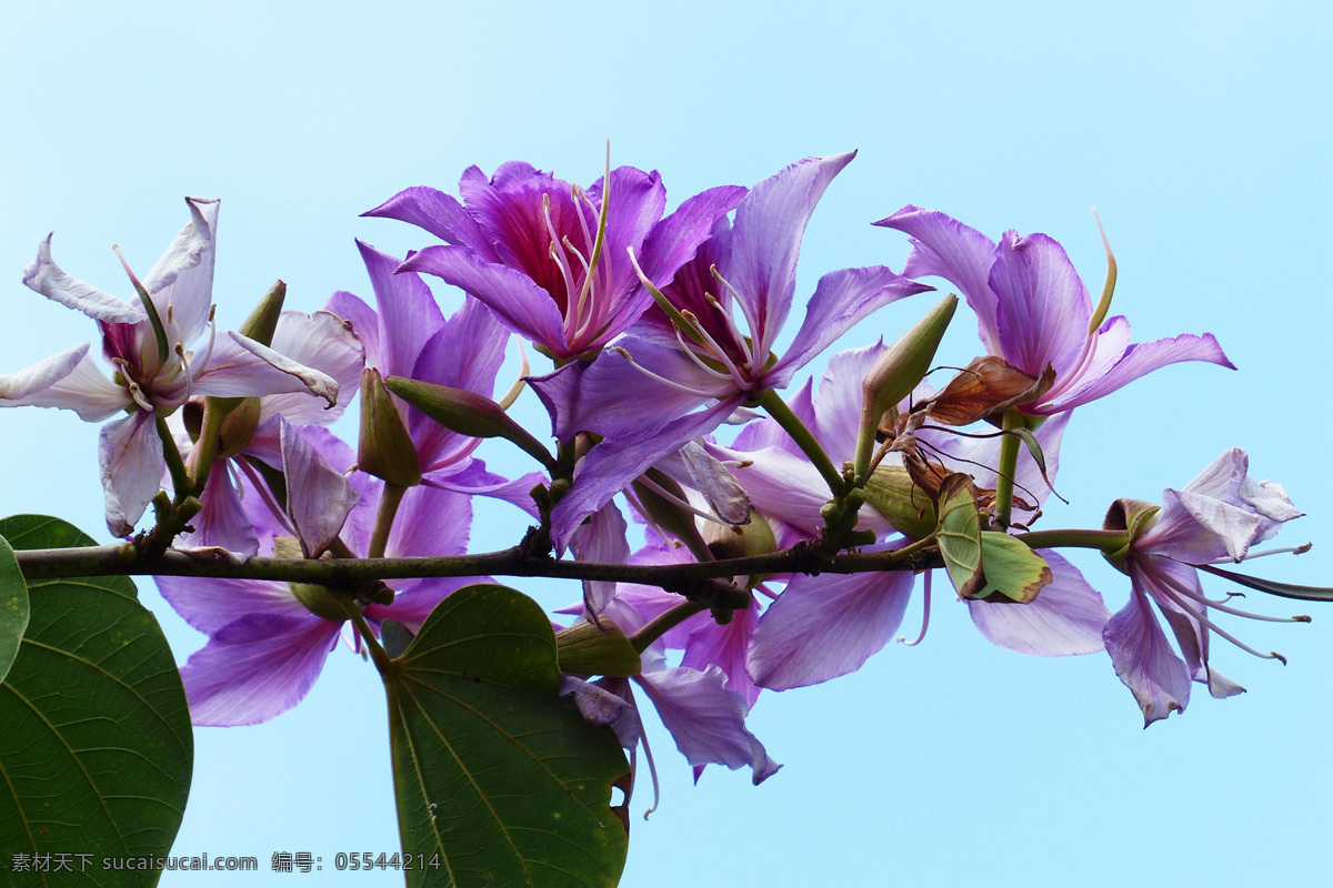 紫荆花 紫荆 紫荆树 cercis chinensis bunge 裸枝树 紫珠 白花紫荆 短毛紫荆