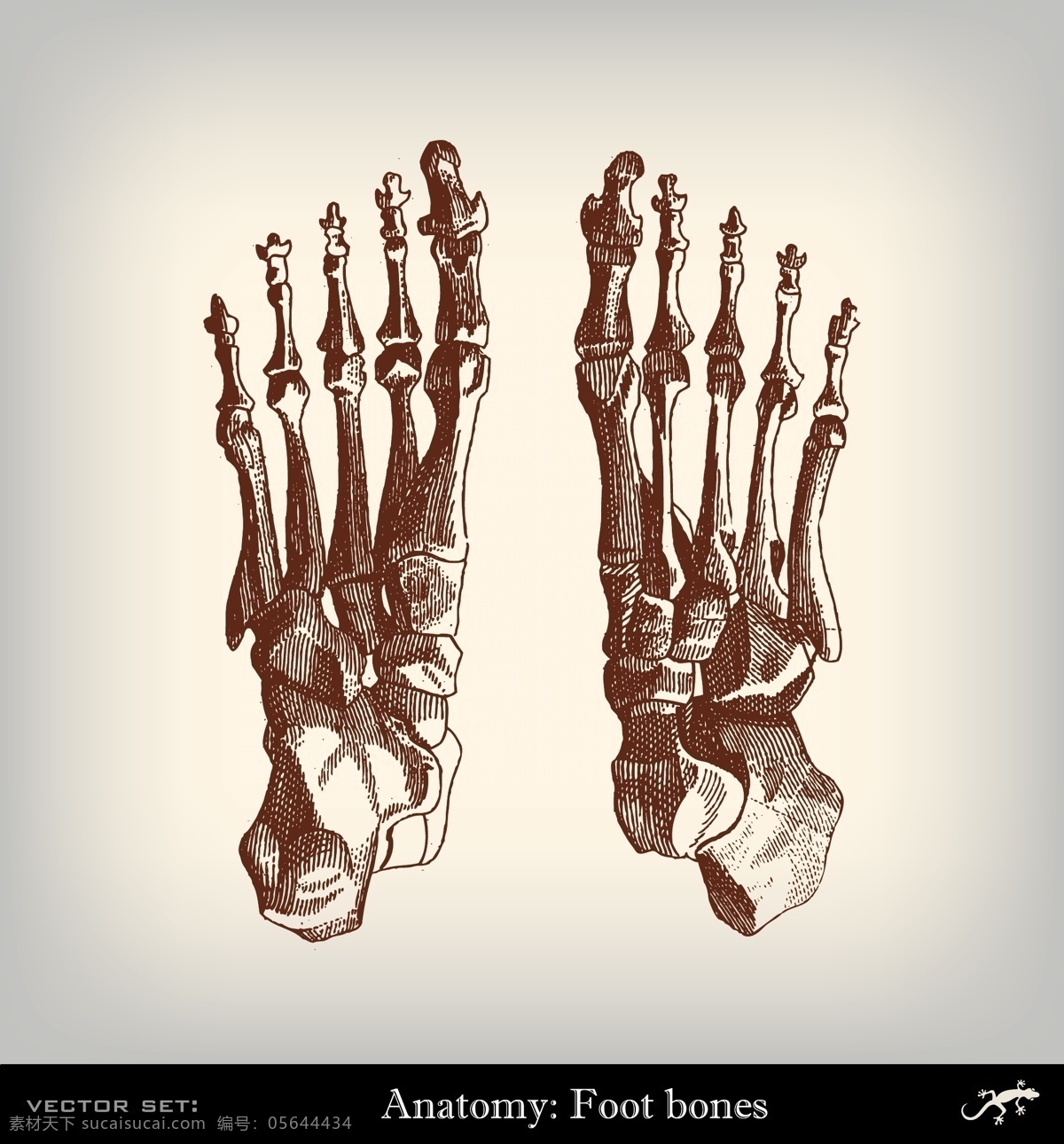 双手 器官 肌肉 手绘 素描 矢量 手指 医疗素材 插画 骨头 铅笔画 研究素描 人物结构