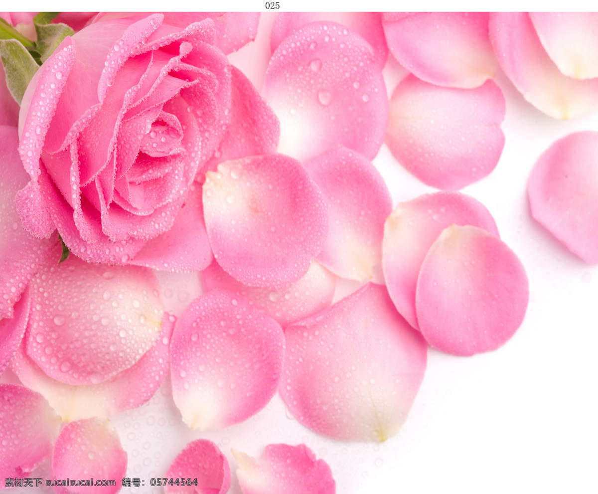 玫瑰免费下载 粉玫瑰 高清 花瓣 浪漫 露珠 鲜花 背景图片