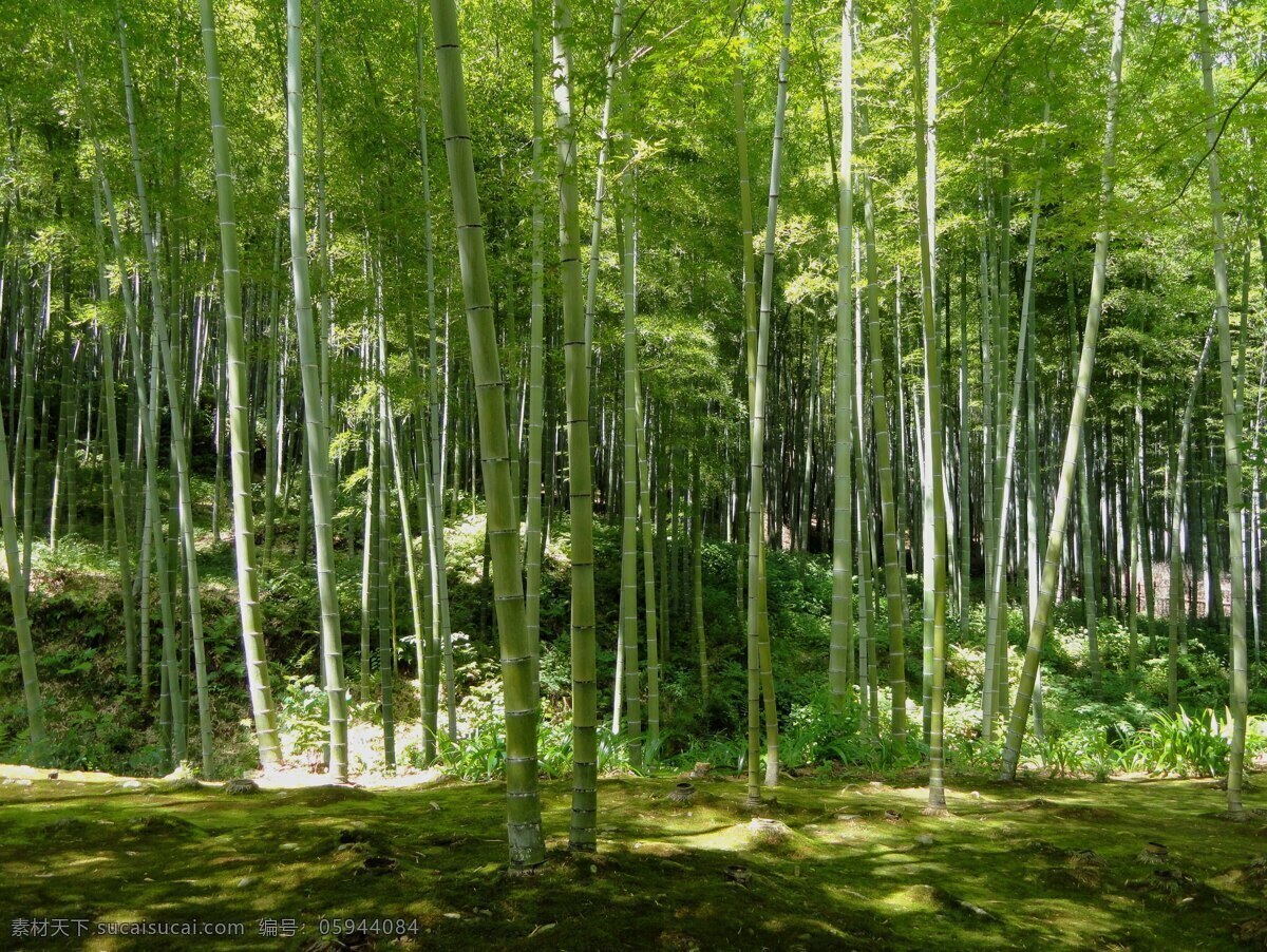 竹叶 翠竹 竹 蜀南竹海 竹林 竹竿 绿叶 文艺背景 毛竹 竹编 文竹 竹制品海报 竹制品背景 竹子海报背景 竹子海报 竹子文艺背景 生物世界 树木树叶