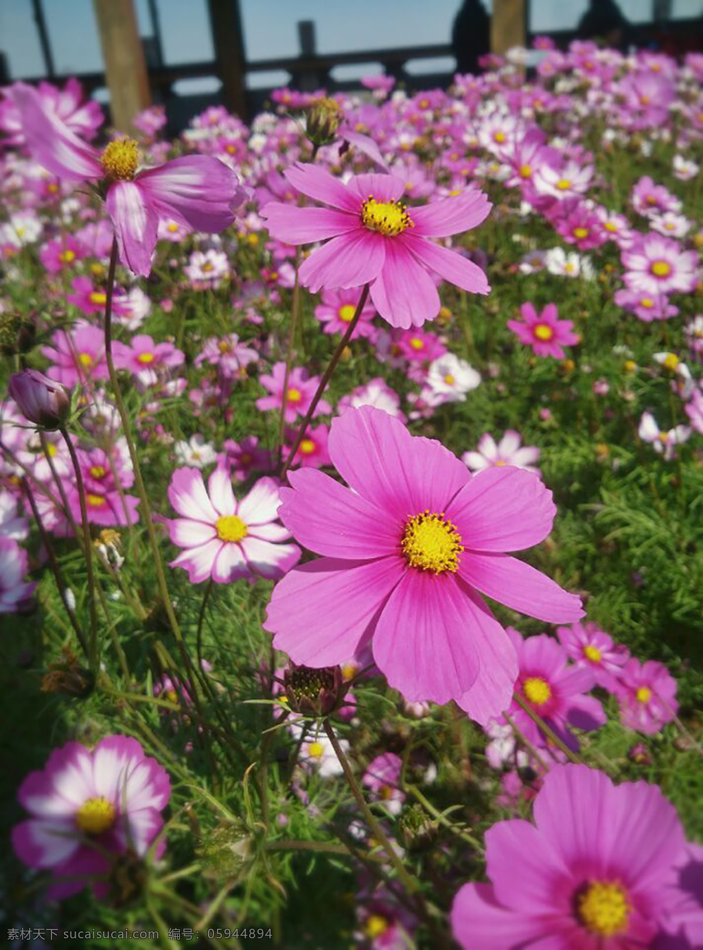 波斯菊 花 菊花 花卉 粉色花瓣 植物 菊 花朵 生物世界 花草