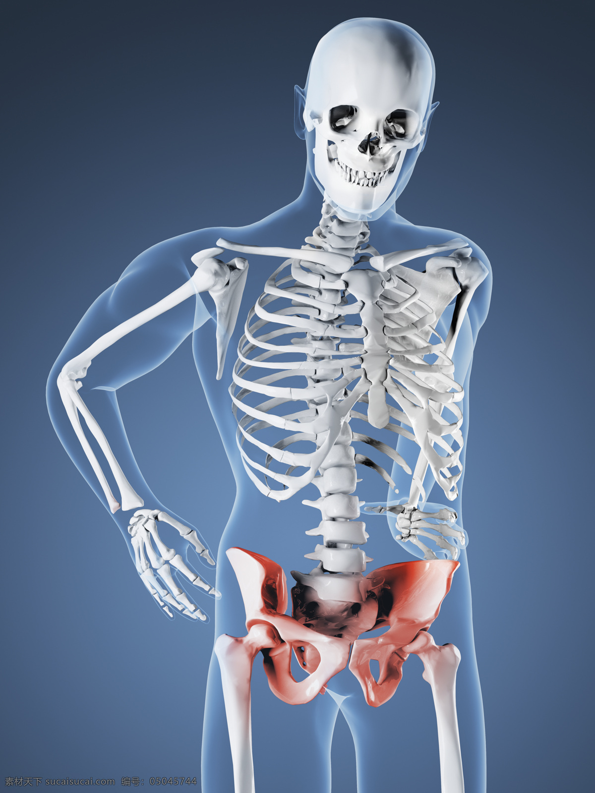 人体骨骼研究 唯美 炫酷 人体 骨骼 骨头 透视 研究 科学 科研 解剖学 人体学 疼痛 现代科技 科学研究