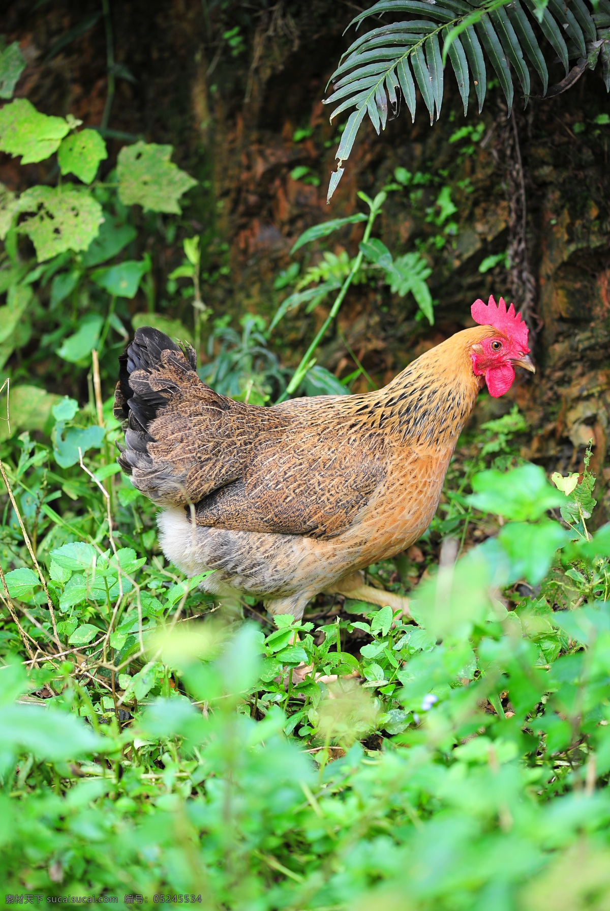 土鸡 鸡 野外 风景 草地 超清晰 放养 花鸡 小母鸡 家禽家畜 生物世界
