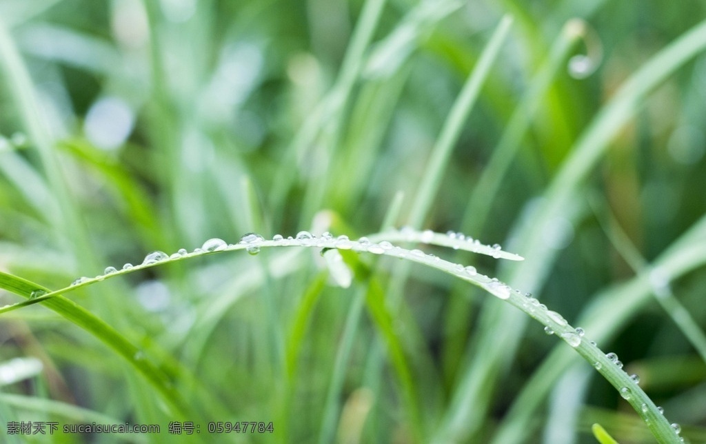 雨后 绿色 韭菜 露水 夏天 小清新 壁纸 生物世界 花草