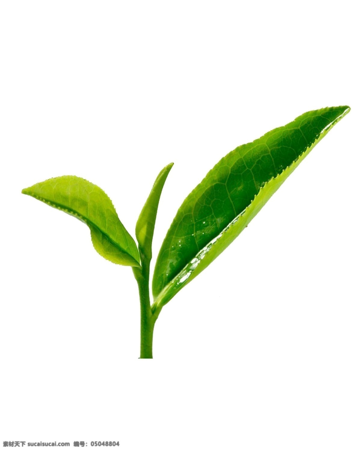 叶子 绿叶 茶 清新 绿色 茶叶 装饰图案 茶花 饮品 清茶 春茶 新茶 春茶上市 新茶上市 茶艺 素材图