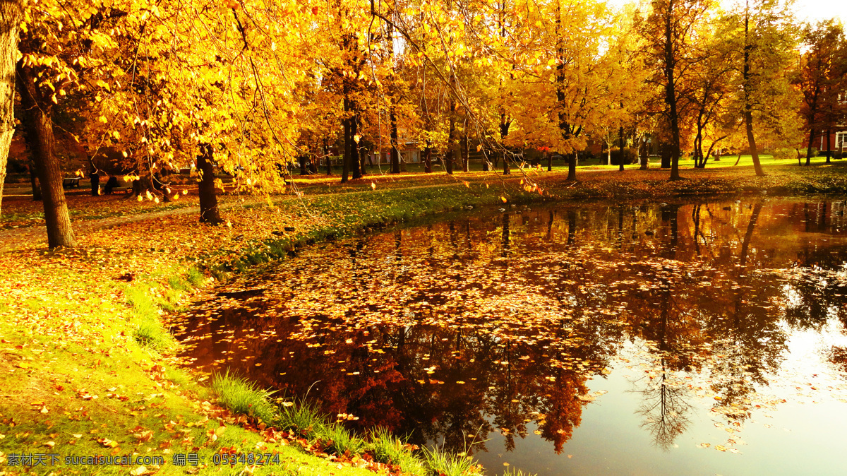 美丽 秋天 树木 景色 大自然 自然景色 树木风景 落叶 黄色树叶 秋天美景 山水风景 风景图片