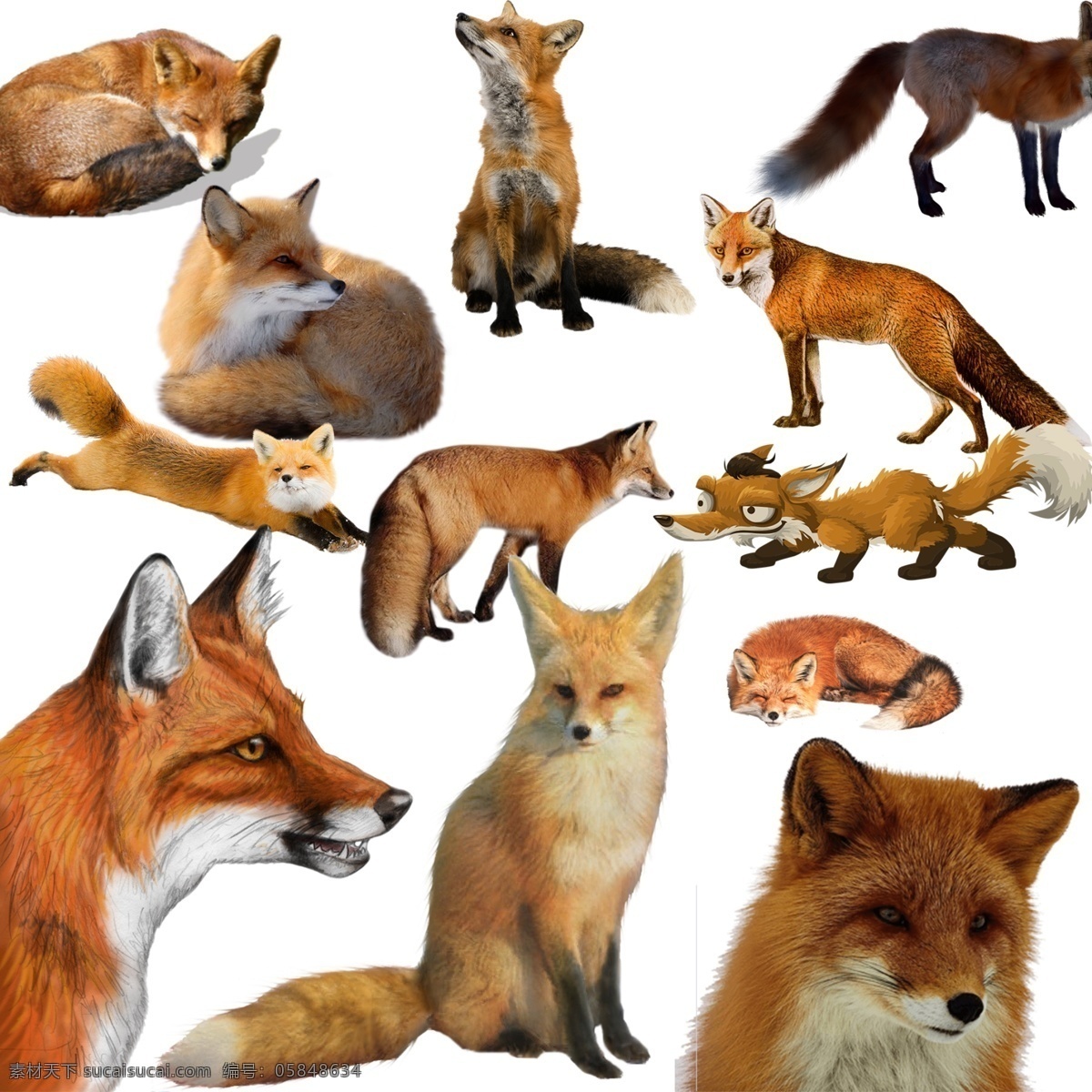 狐狸 免 扣 高清 素材图片 狐狸png 狐狸psd 狐狸免扣素材 狐狸素材 动物 生物世界 野生动物