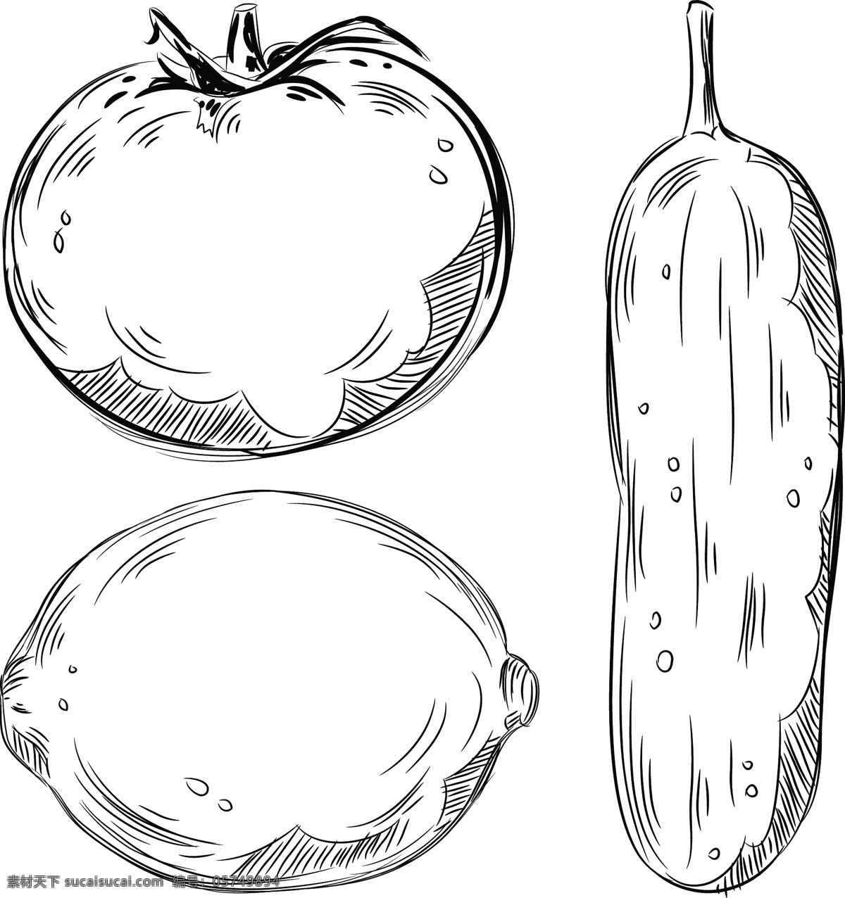 番茄 丝瓜 素描 矢量蔬菜 蔬菜素描 蔬菜插画 速写 蔬菜水果 生物世界 矢量素材 白色