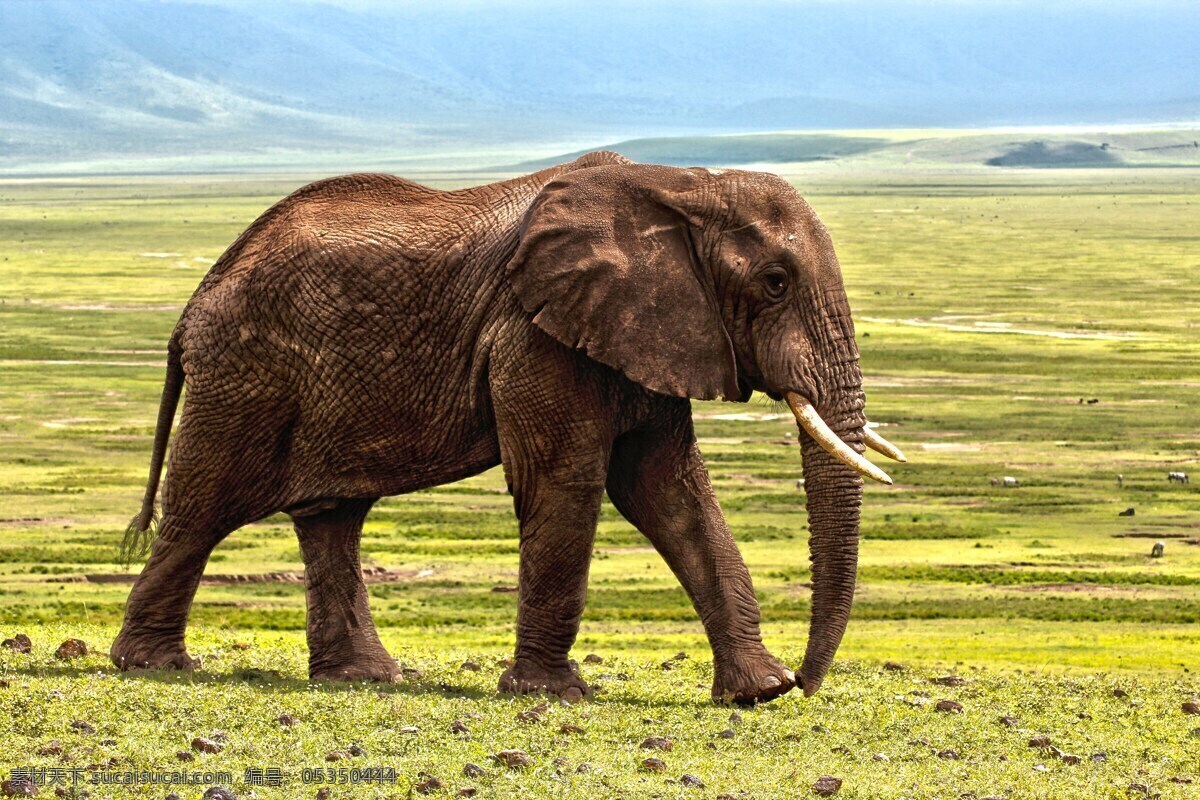大象 象 亚洲象 非洲象 象群 野生 生活百科 生活素材