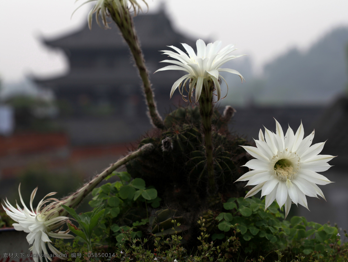 辟邪 古城 古镇 花瓣 花草 花蕊 莲花 盆景 逢 春 古城逢春 仙人球花 鲜花 仙花 微距 水滴 生物世界 psd源文件