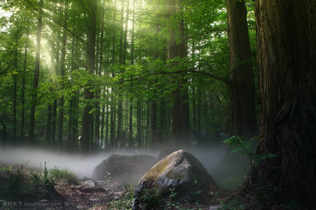 奇妙 森林 树木 阳光 石头 光线 山林 迷雾 仙境 自然景观 自然风景