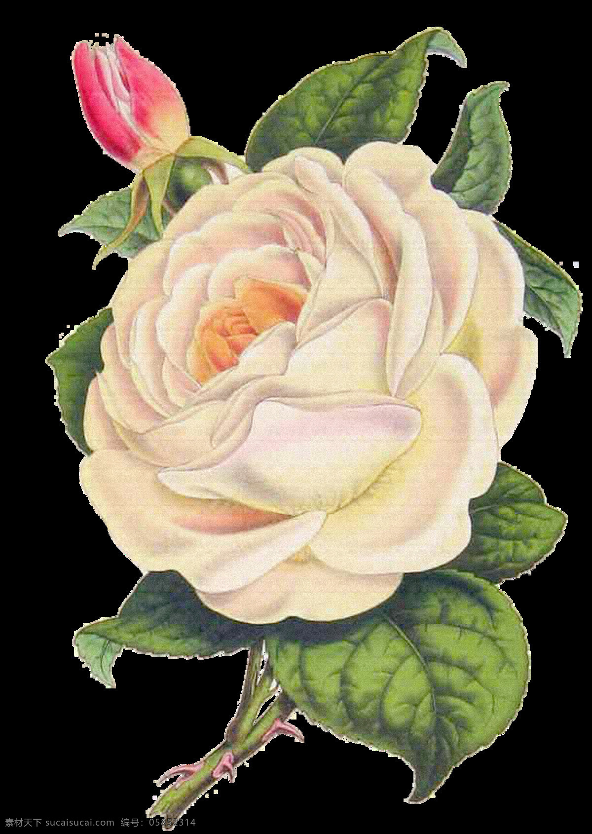 白色玫瑰花 手绘玫瑰花 手绘 白色 玫瑰花 手绘花朵 复古玫瑰花 复古花朵 设计素材 模板下载 静物花卉 月季花 花朵绘画 玫瑰 绘画书法 文化艺术 花朵素材