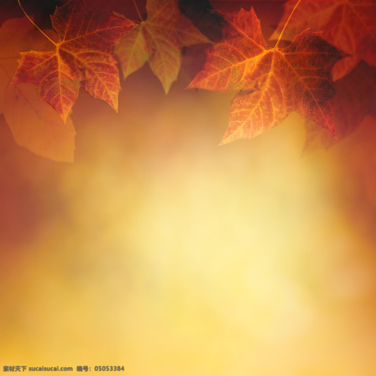 秋天 光斑 落叶 枫叶 秋天落叶 叶子 叶片 秋天主题 美丽自然风景 花草树木 生物世界