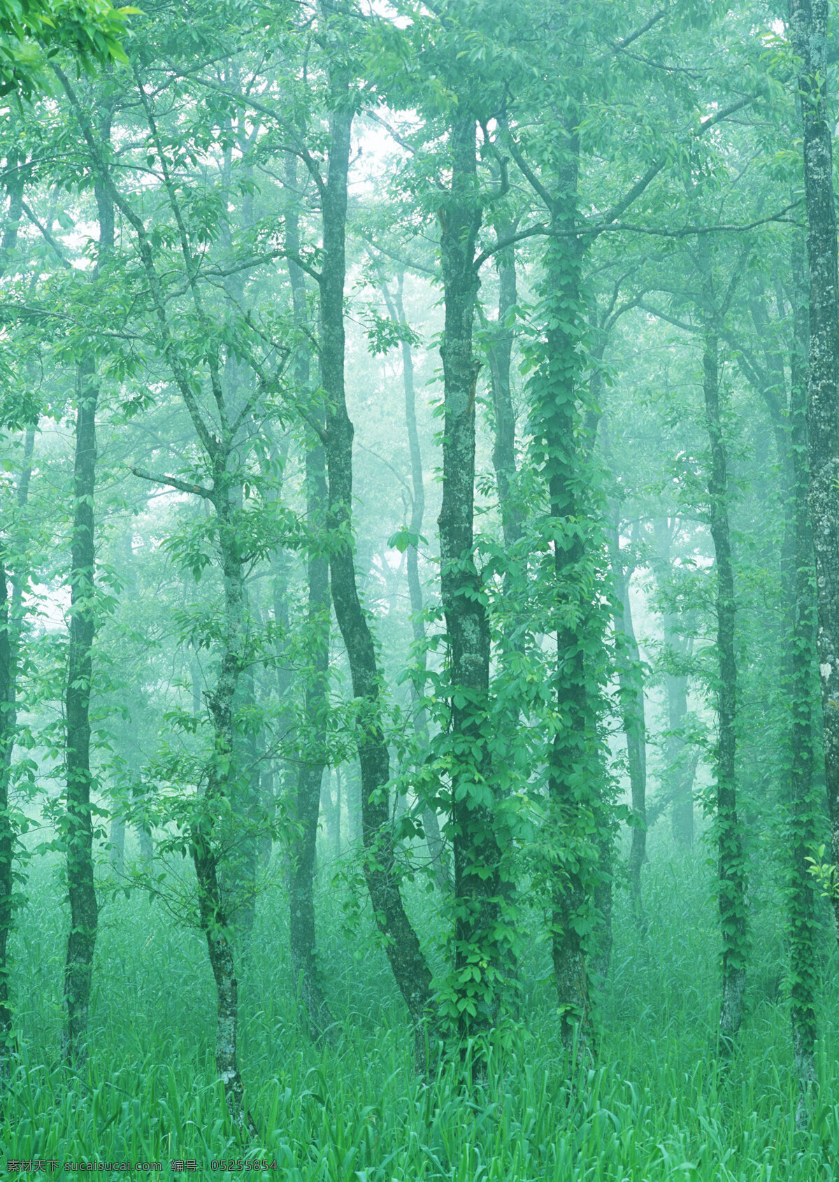 树林图片 森林树木 树林风景图片 树林高清图片 树木树叶 植物素材 生物世界 高清图片 花草树木