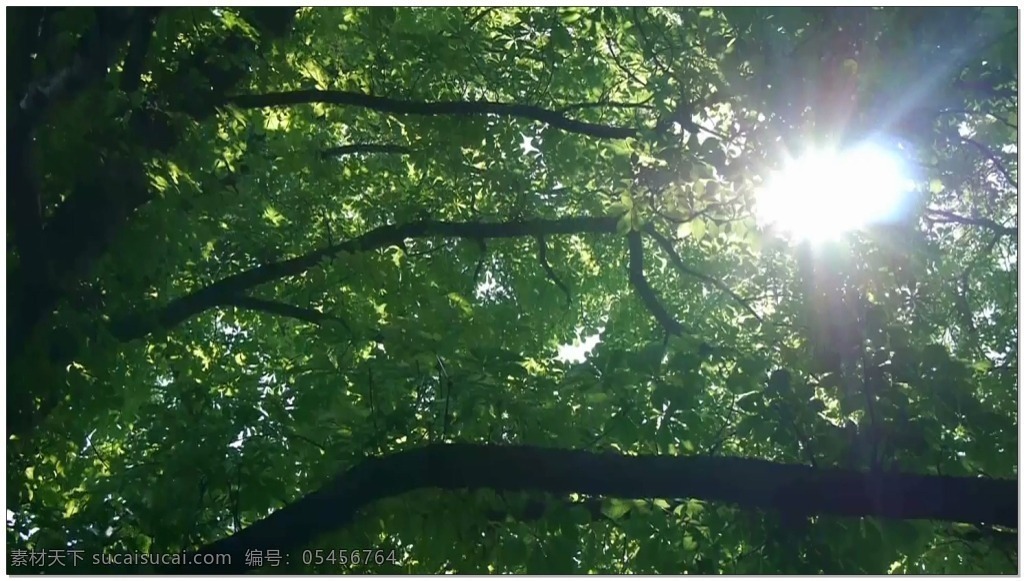 森林 阳光 视频 照耀 绿色 场景素材 高清视频背景 视频素材