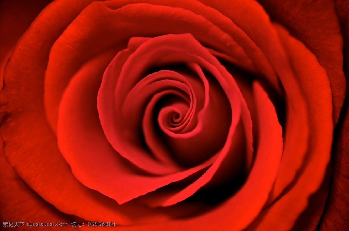 玫瑰花素材 玫瑰花摄影 红色