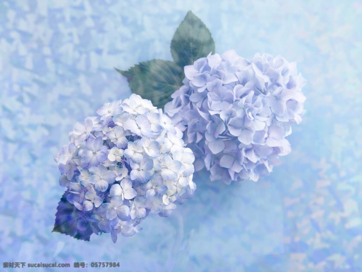 绣球花 蓝色 梦幻 花卉 自然景观