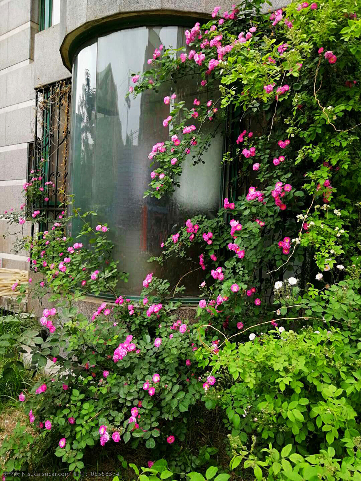窗外 盛开 蔷薇 花 鲜花 落叶灌木 花卉 观赏 植物 绿叶 花坛 窗 园艺 春天 粉色 植物花卉 生物世界 花草