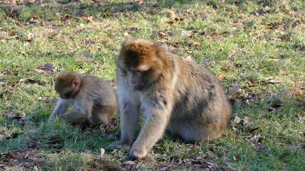 视频背景 实拍视频 视频 视频素材 视频模版 戏耍 猴子 动物 动物视频 猴子视频