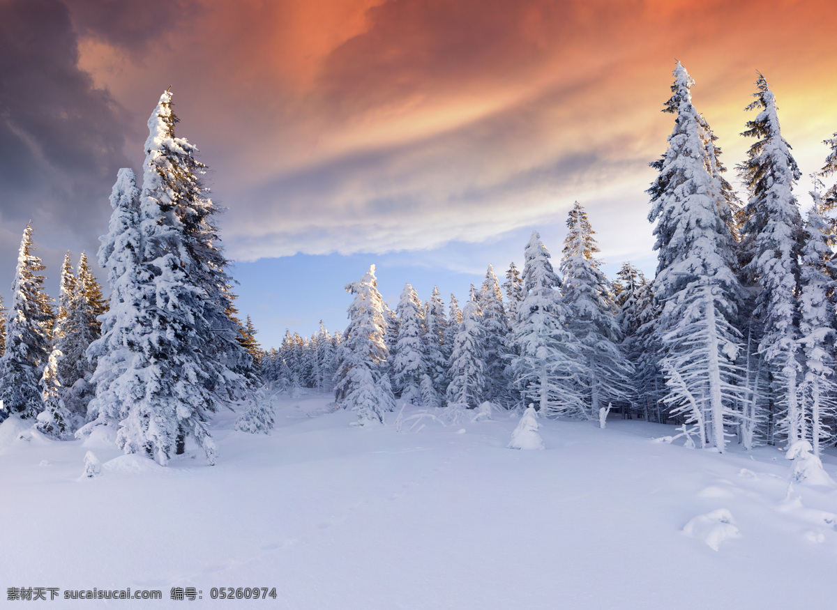 树林 雪景 雪地 风景 美丽冬天雪景 冬季雪景 树林雪景 冬天树林风景 自然风景 自然景观 蓝色