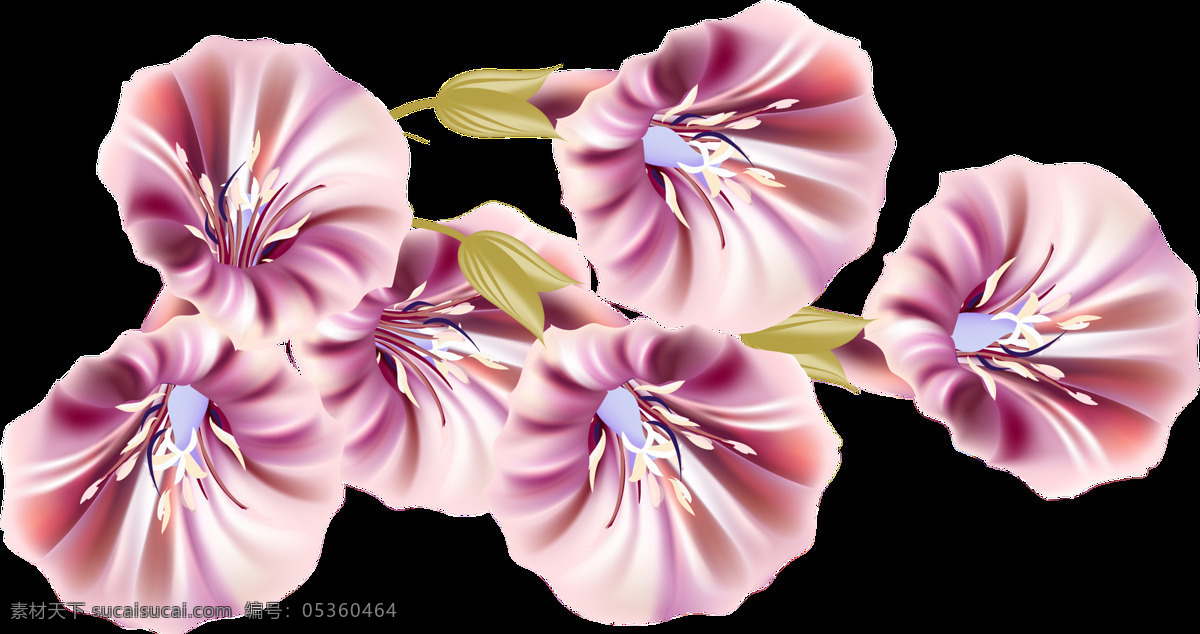 紫色 喇叭花 透明 装饰 花朵 免扣素材 透明素材 装饰图案 紫馨