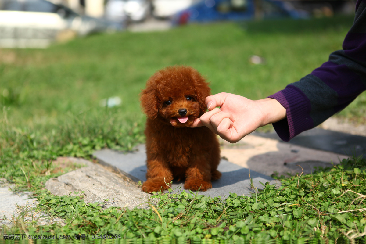 红泰迪 红色泰迪犬 纯种泰迪狗 幼犬 宠物狗狗 可爱宠物摄影 家禽家畜 生物世界