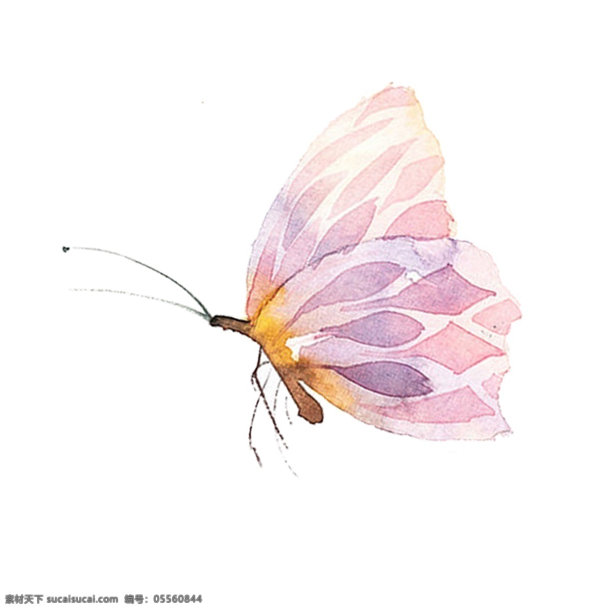 手绘 彩色 蝴蝶 元素 昆虫
