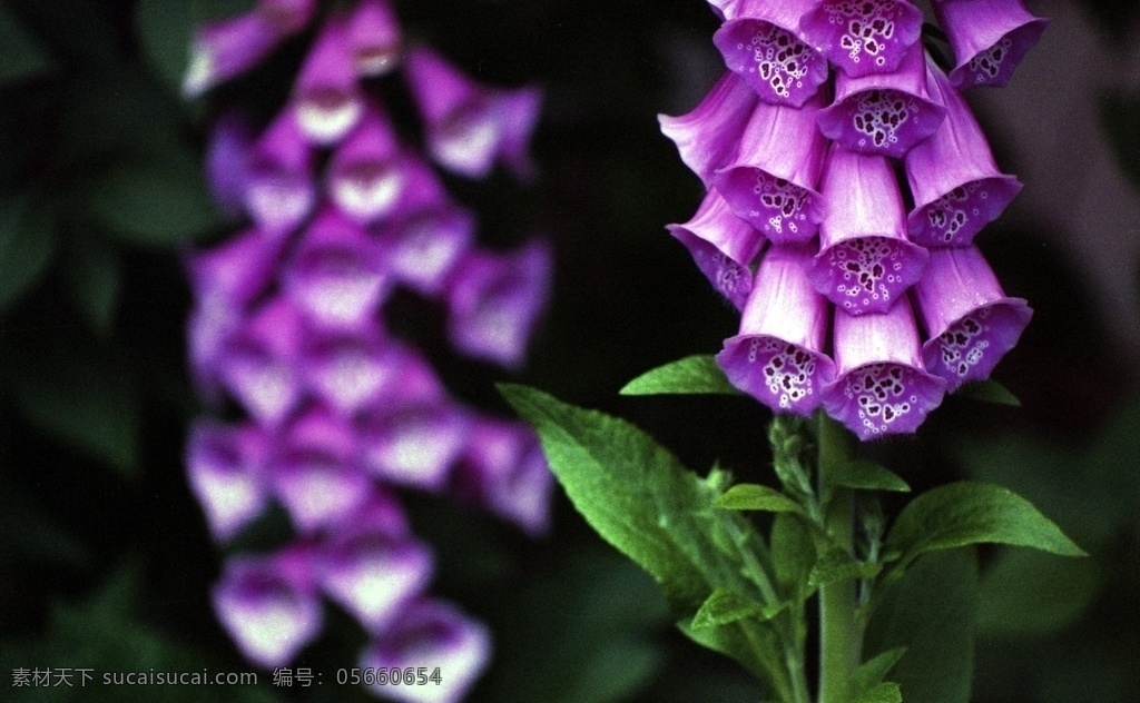 紫色 洋地黄 花朵 紫色的洋地黄 洋地黄花朵 鲜花 花之物语 花艺 园林 园艺 生物世界 花草