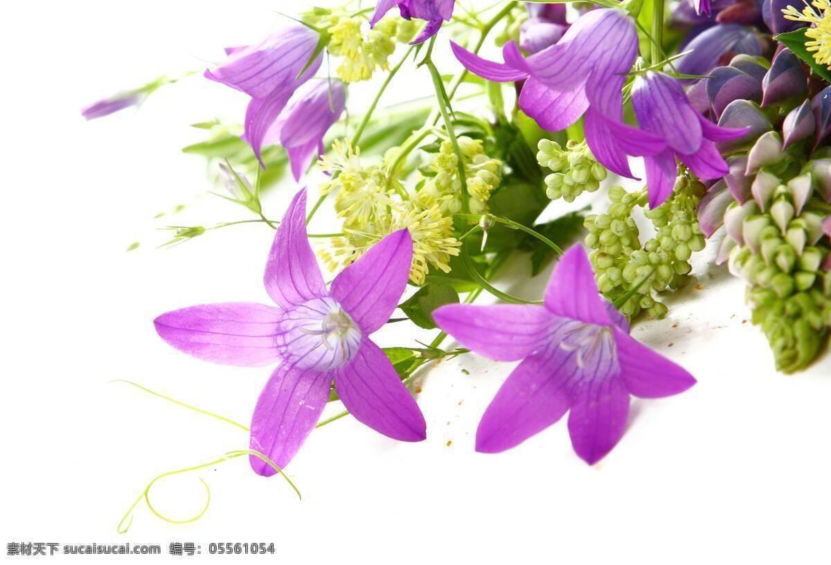 紫红色 鲜花 花束