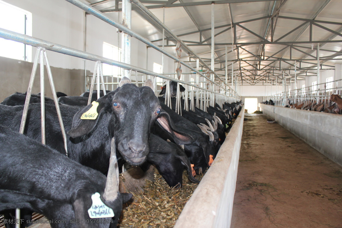 肉山羊 工厂 饲养 饲料 厂棚 基地 家禽家畜 生物世界