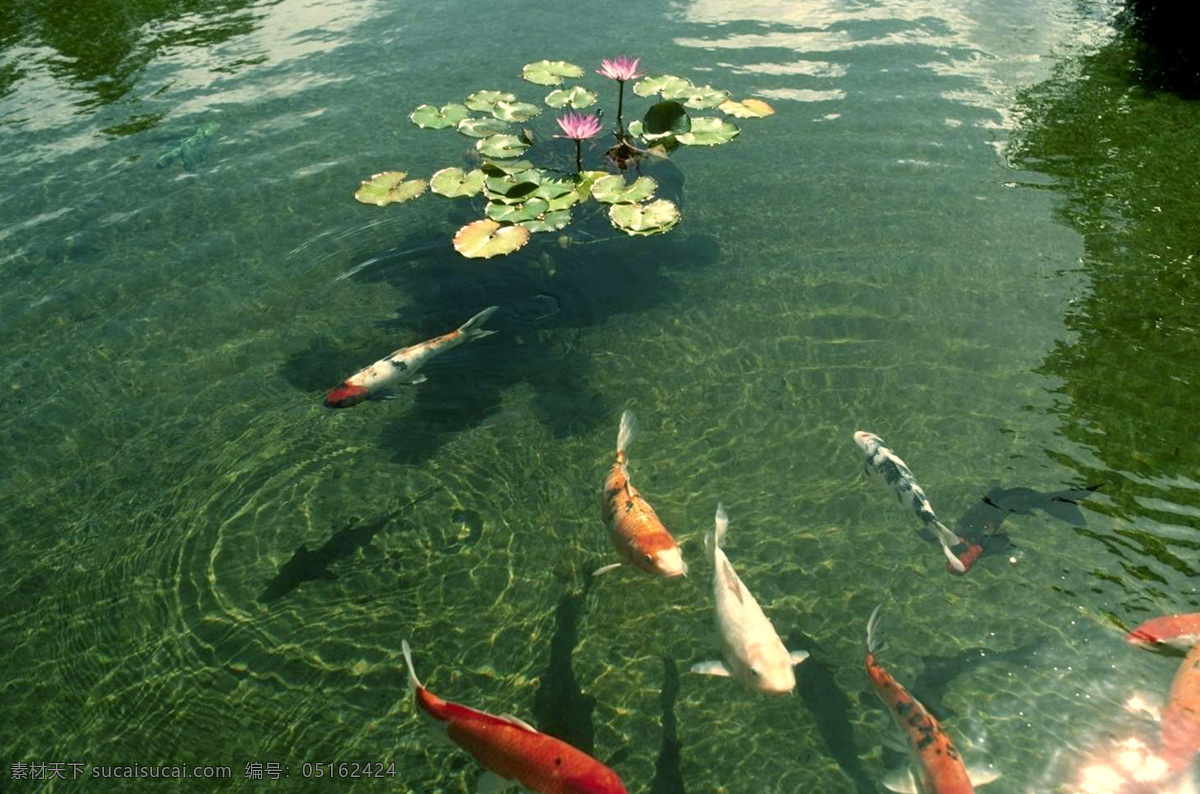 鲤鱼 戏 莲花 摄影图库 生物世界 石头 水波 鱼类 鲤鱼戏莲花 水 红鲤鱼