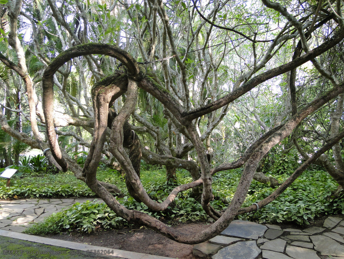 西双版纳风景 西双版纳 热带雨林 森林 树木 自然风光 树根 奇异 怪异树根 罕见树根 树木树叶 生物世界