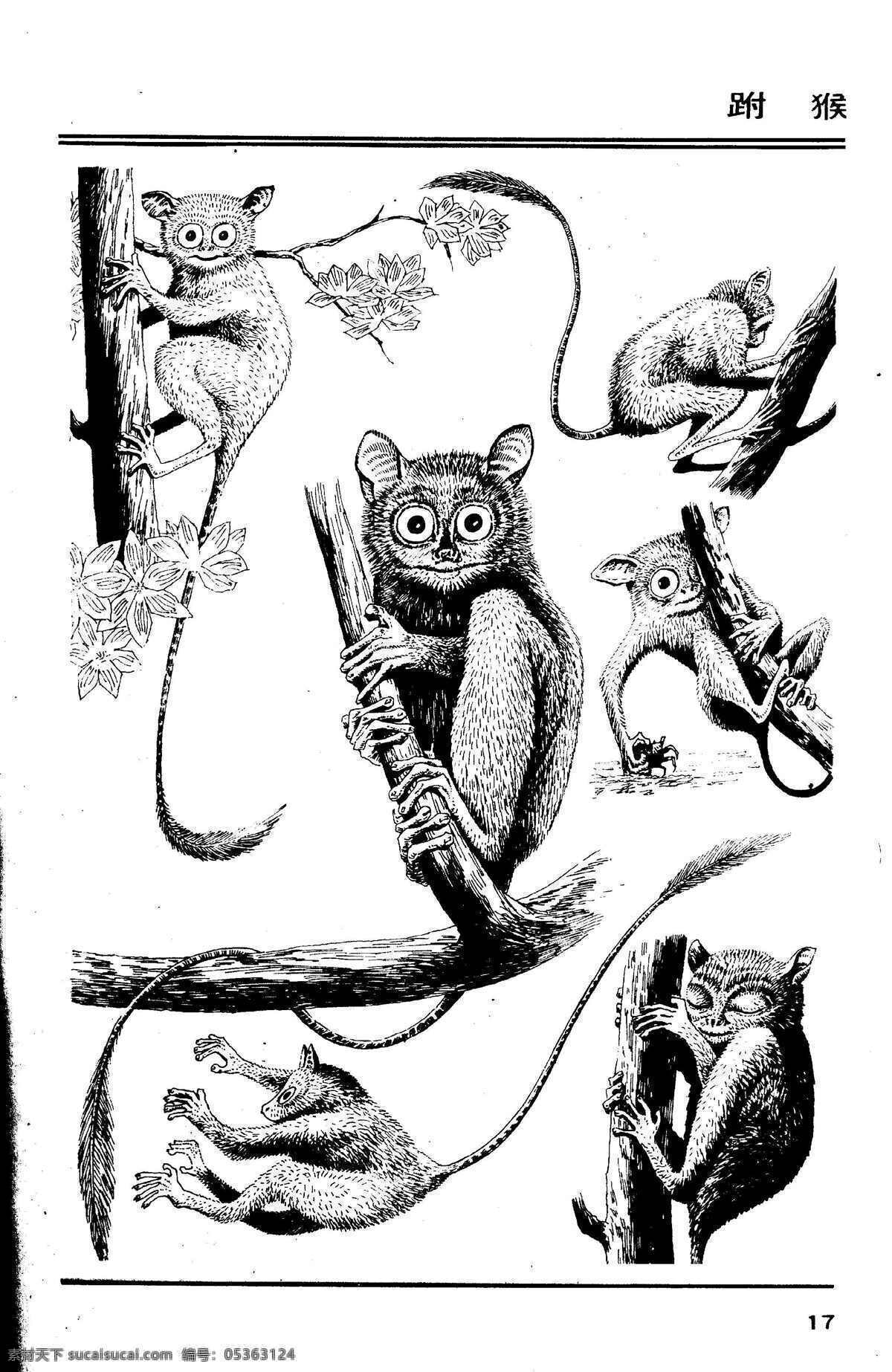 画兽图17 跗猴 百兽 兽 家禽 猛兽 动物 白描 线描 绘画 美术 禽兽 野生动物 画兽谱 画兽图 猴 猴子 生物世界 设计图库