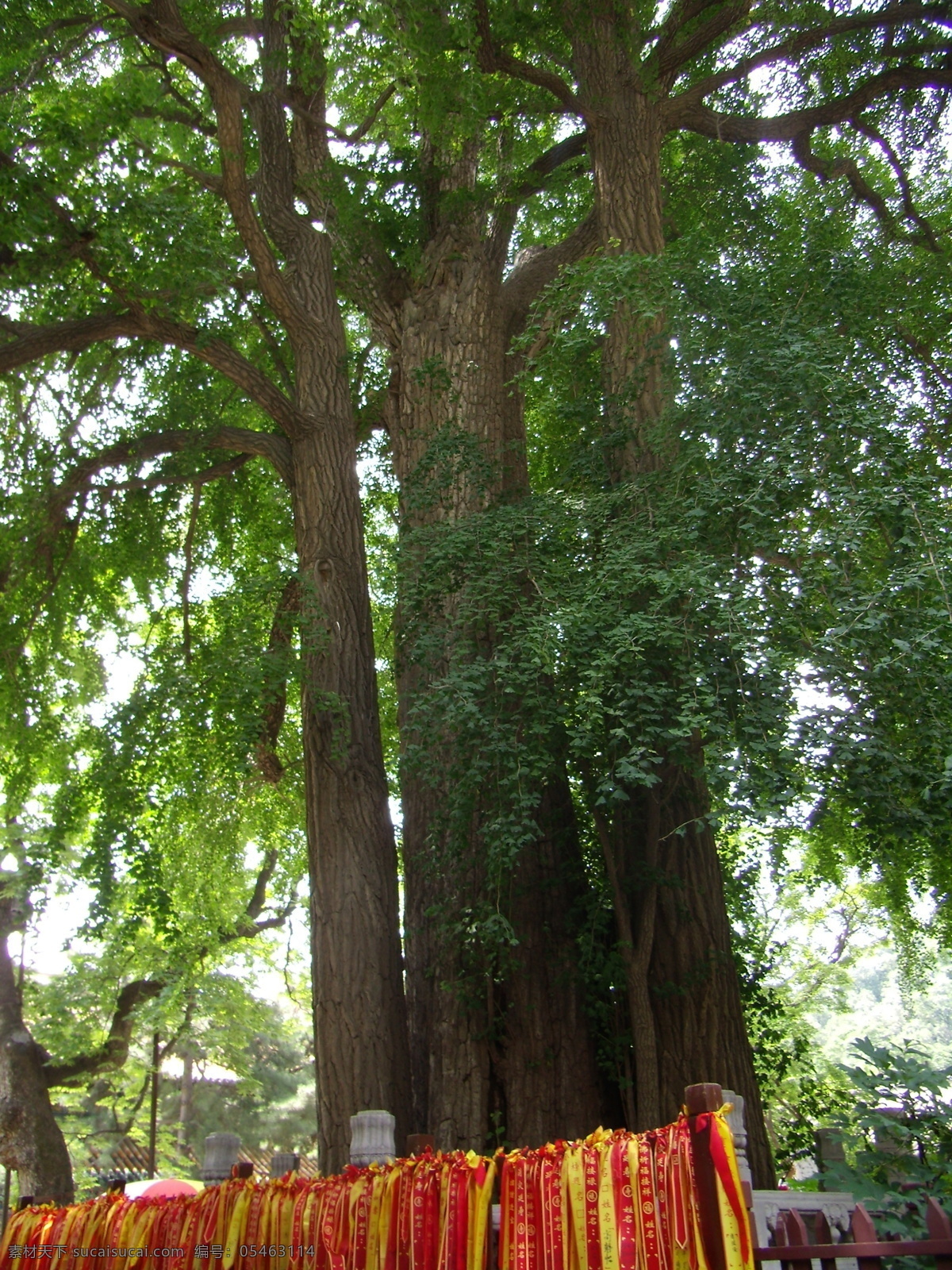 帝王树 北京潭柘寺 银杏树 树木树叶 生物世界