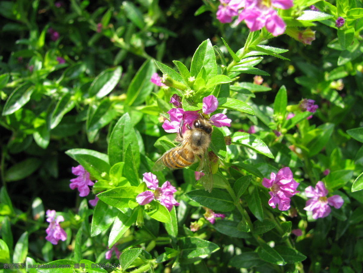 蜜蜂采花 蜜蜂 花 采花 昆虫 生物世界