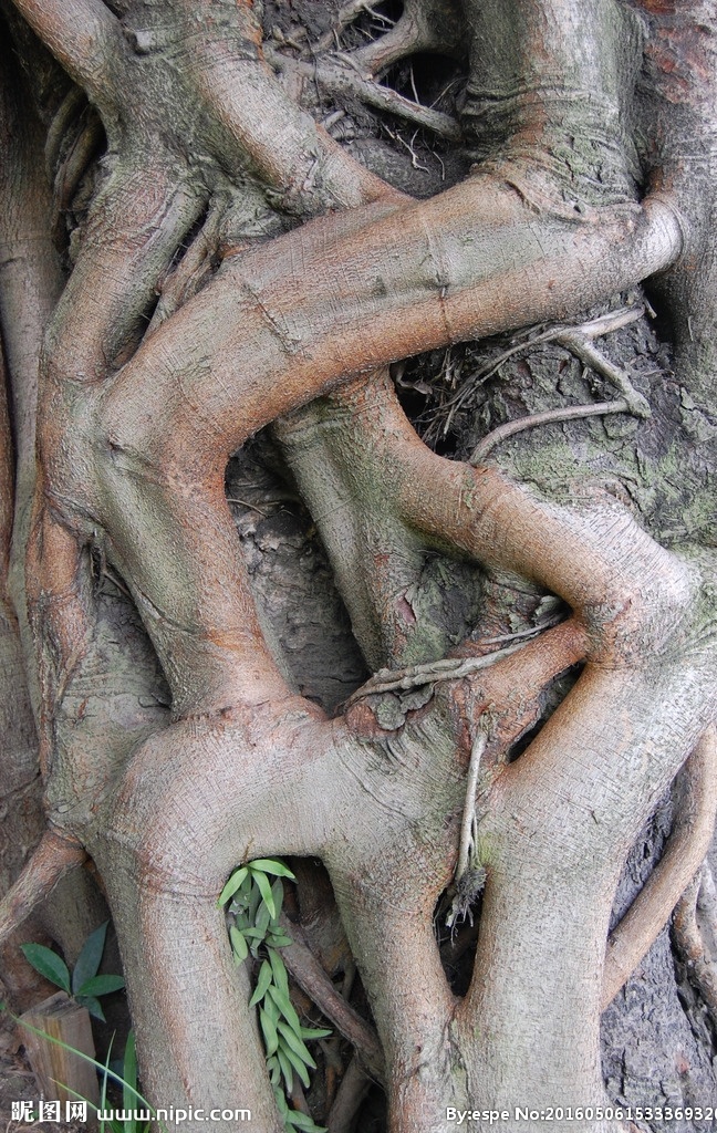 树根 根皮 植物 特显 背景图 树根树皮 生物世界 树木树叶