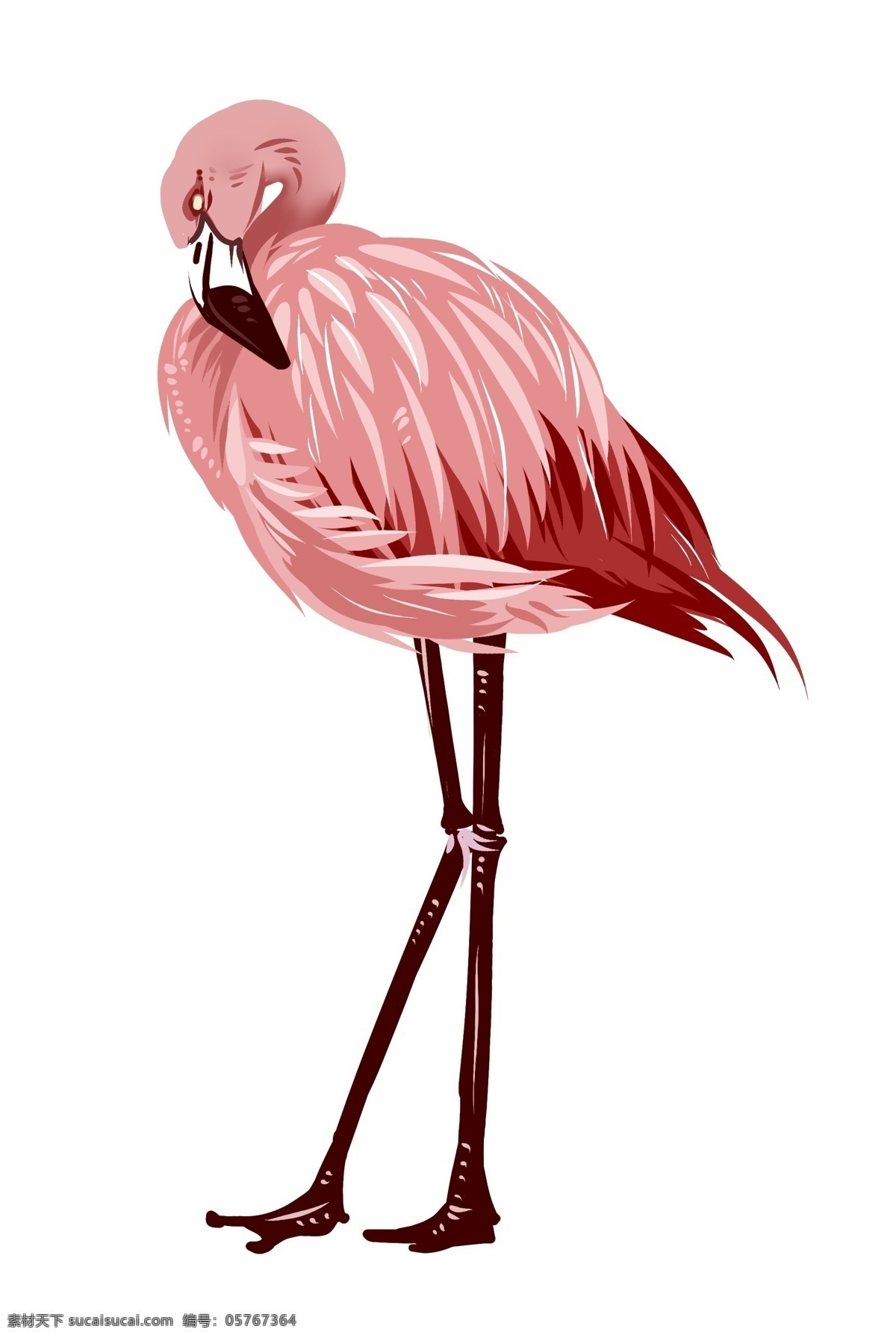 漂亮 粉色 火烈鸟 羽毛 动物