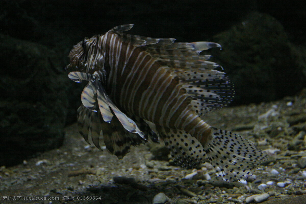 海洋 鱼 海底世界 海洋生物 生物世界 鱼儿 鱼类 洋鱼