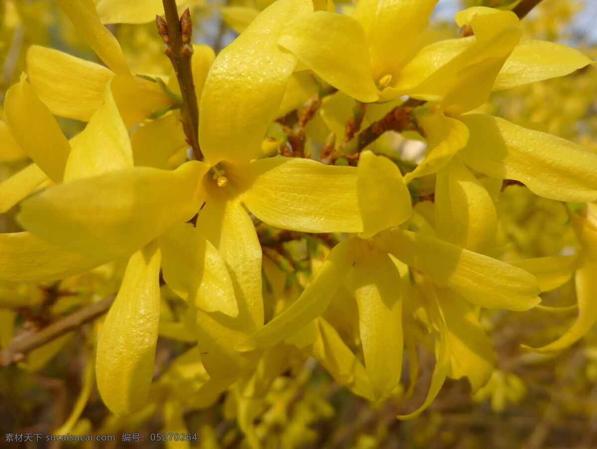 泰国 金 链 花 金链花 泰国金链花 黄花 黄色花朵 鲜花