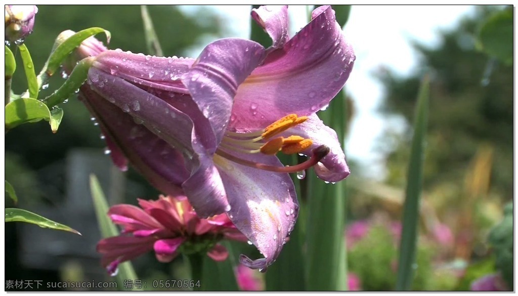 玉兰花 视频 高清视频素材 视频素材 动态视频素材 花朵