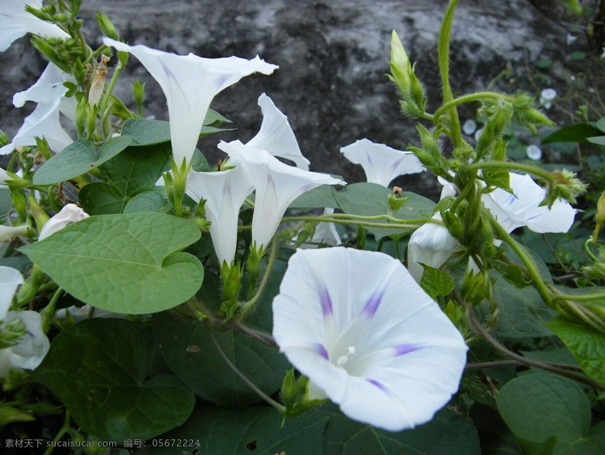 喇叭 花开 白色 花瓣 喇叭花 绿色 植物 生物世界