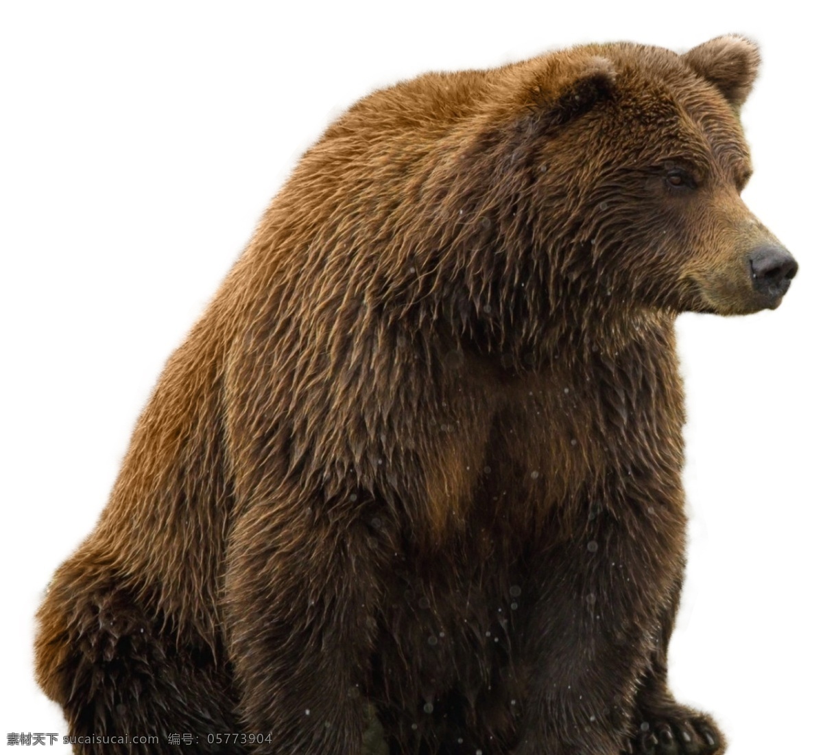 熊图片 熊 元素免扣 贪吃熊 平面设计 动物 野生 动物园 野生动物 哺乳动物 生物世界