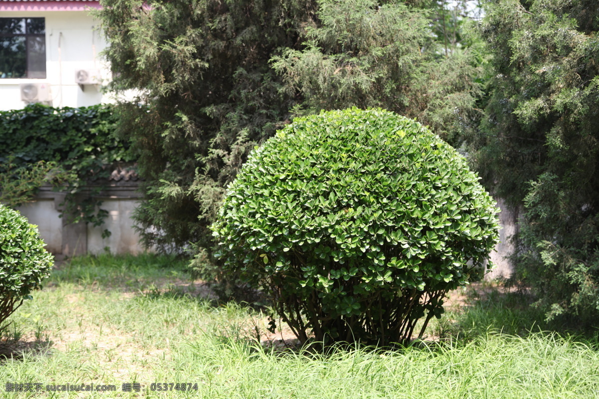 黄杨球 夏天 午间 玲珑塔 草地 房子 花草 生物世界