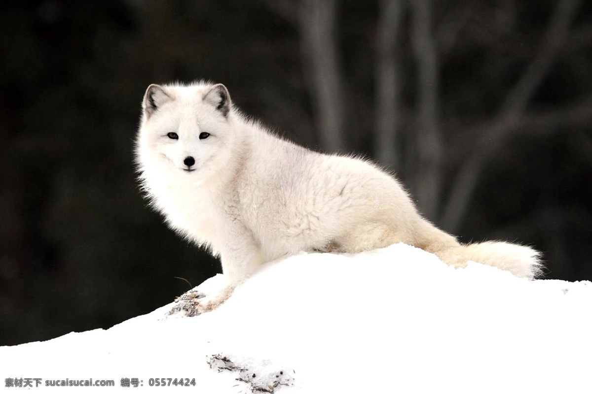 动物摄影图 动物世界 生物世界 狐狸 白色的狐狸 雪白 图片专辑 野生动物