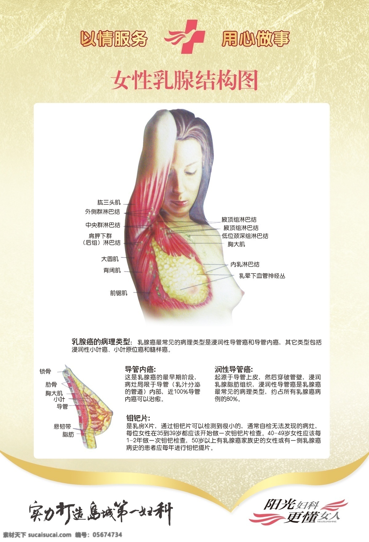 乳腺结构图 女性乳腺 乳腺 乳房结构图 乳房 医院 女性 展板模板 广告设计模板 源文件