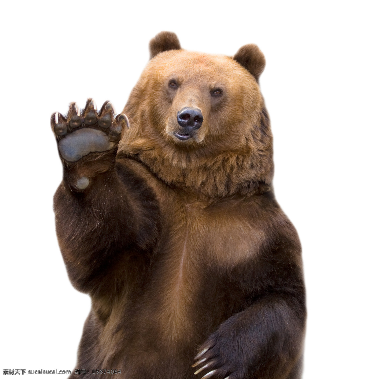 招手 狗熊 动物 野生动物 动物世界 陆地动物 动物摄影 生物世界