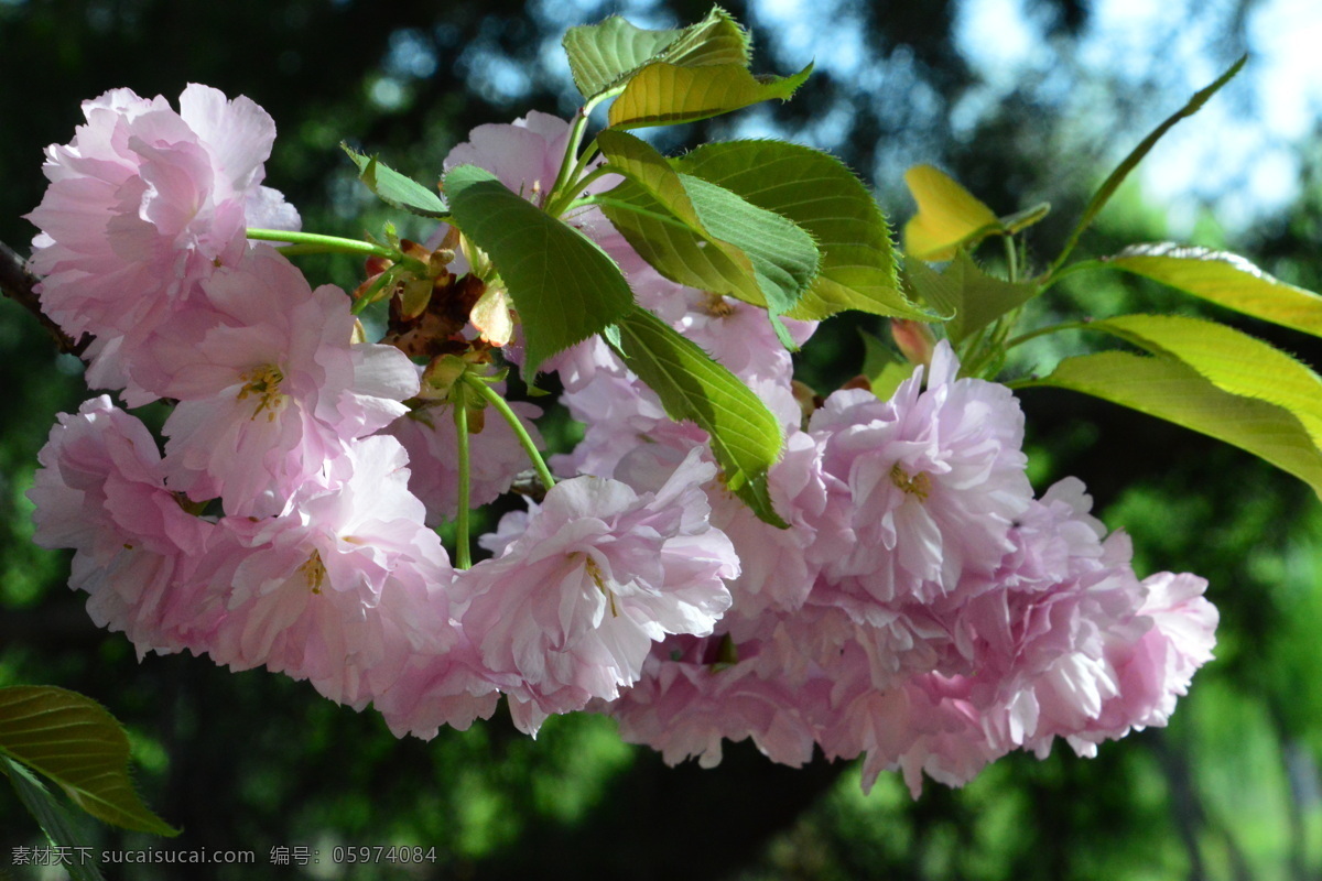 樱花 满园春色 花枝 玉渊潭樱花节 玉渊潭春色 树干 花朵 春色 花卉 花儿 花骨朵 花草 树枝 枝叶 园林景观 绿化景观 生物世界