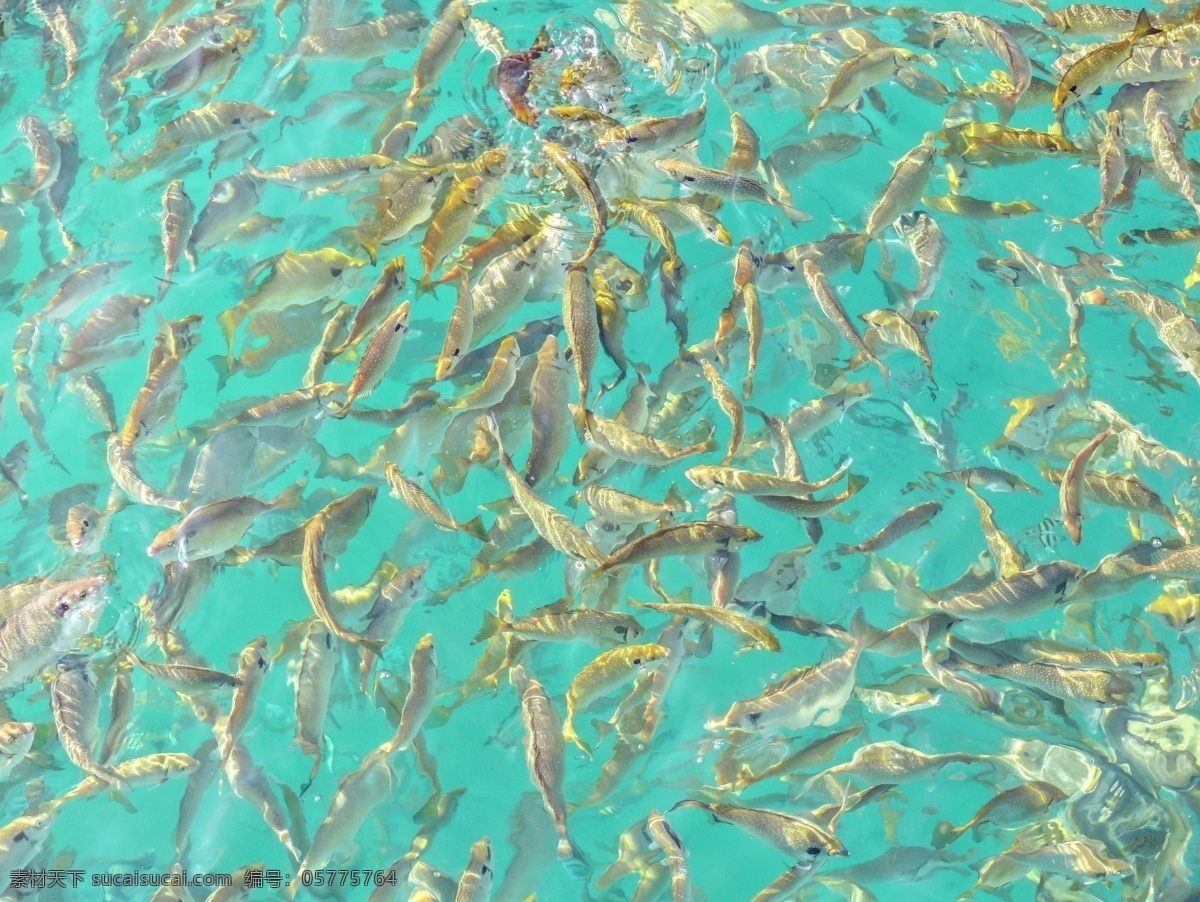 鱼群 海水 海鱼 生物世界 鱼类 蜈支洲岛