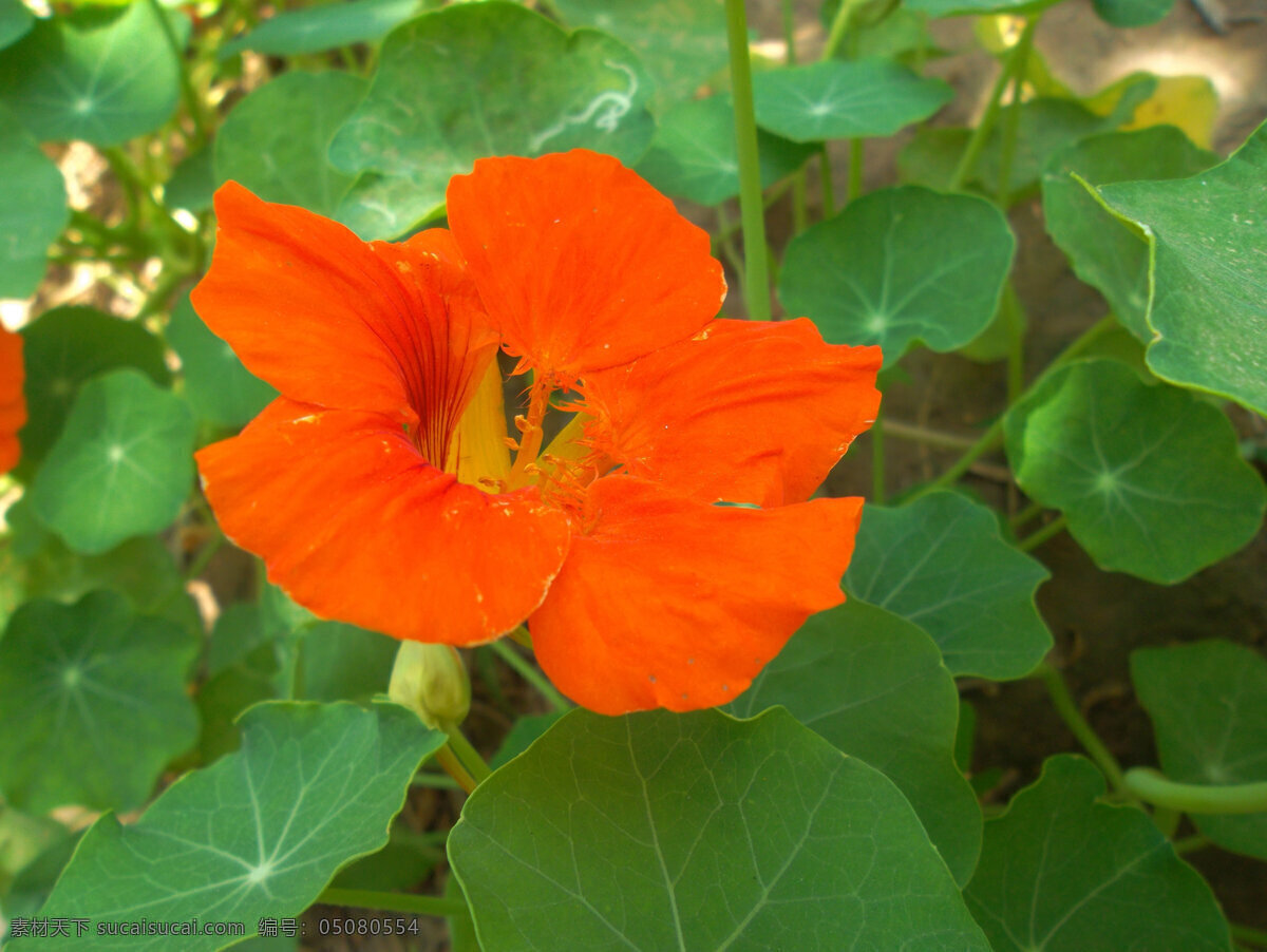 旱金莲 银川 燕鸽湖公园 植物 花卉 金莲花 旱荷 荷叶莲 单花腋生 橙红色 花蕊 圆叶 花卉集锦 花草 生物世界